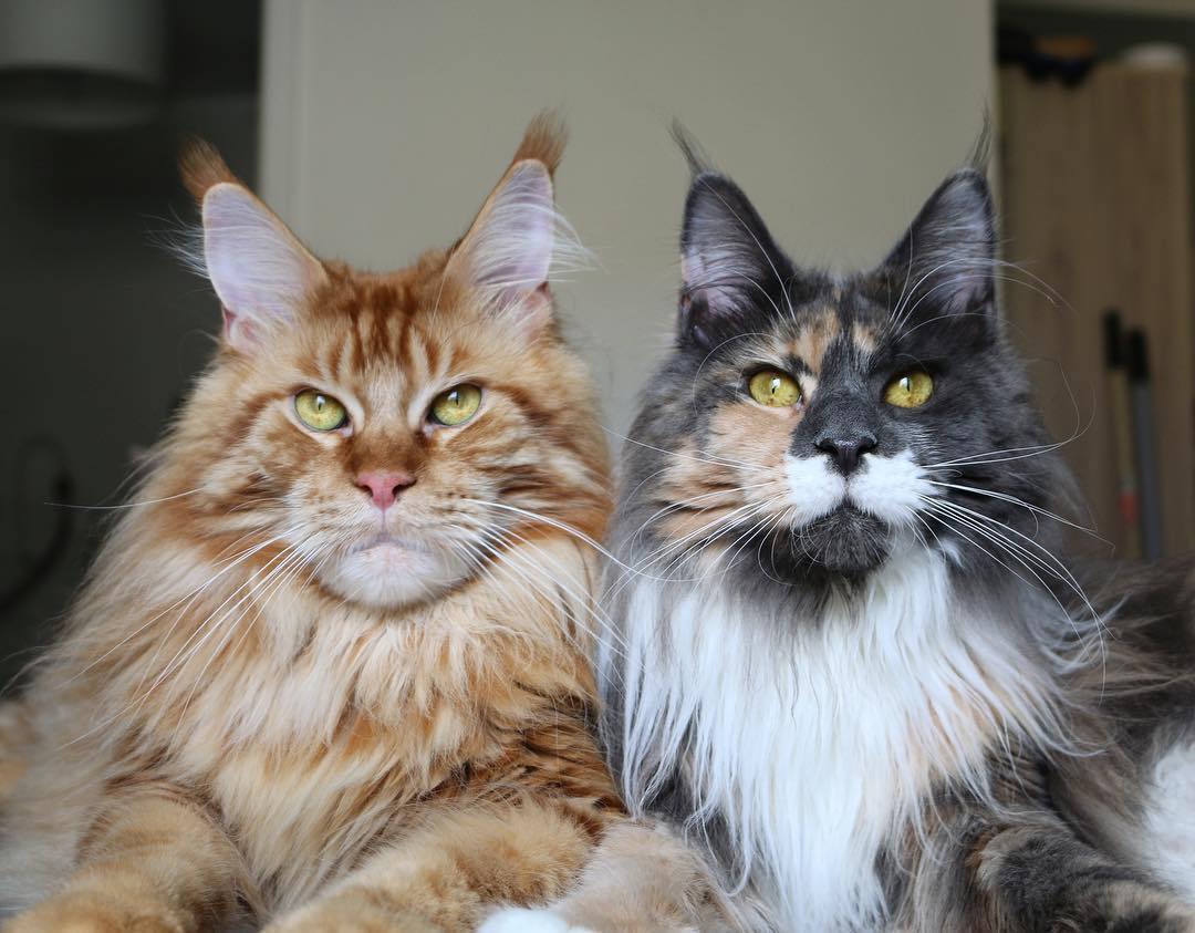 Are Maine Coon cats expensive? Catman