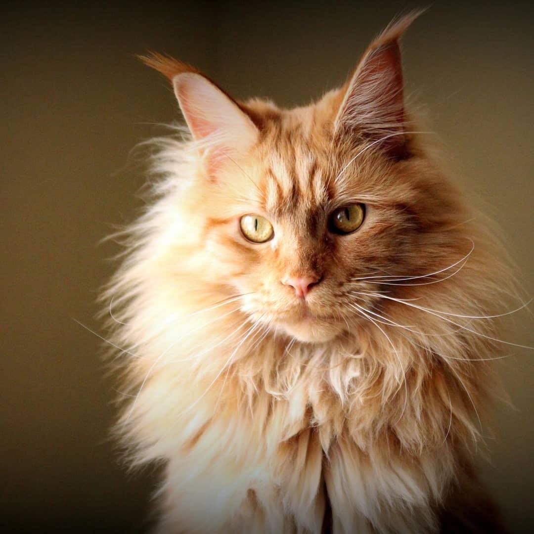 6 Facts you should know about Maine Coon Cats Catman