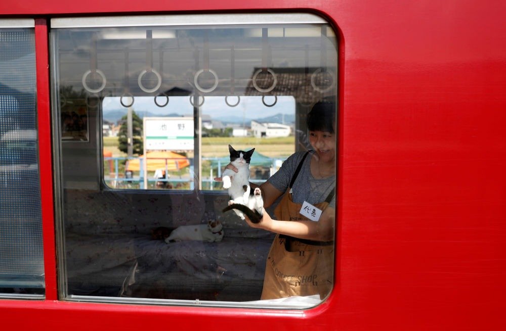Japan opens its first cat train! Catman