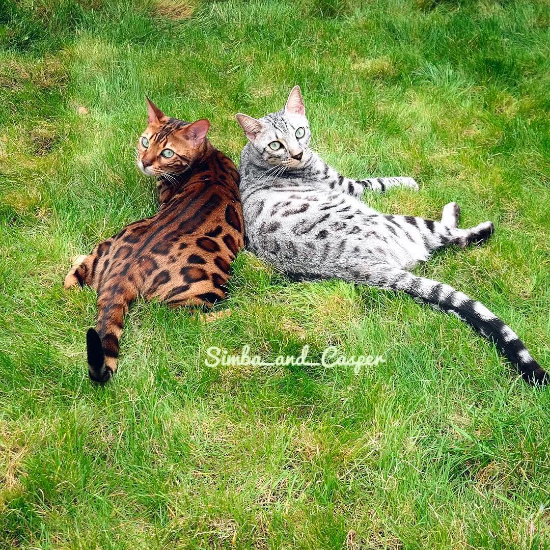 5 Facts why Bengal Cats are just amazing! Catman