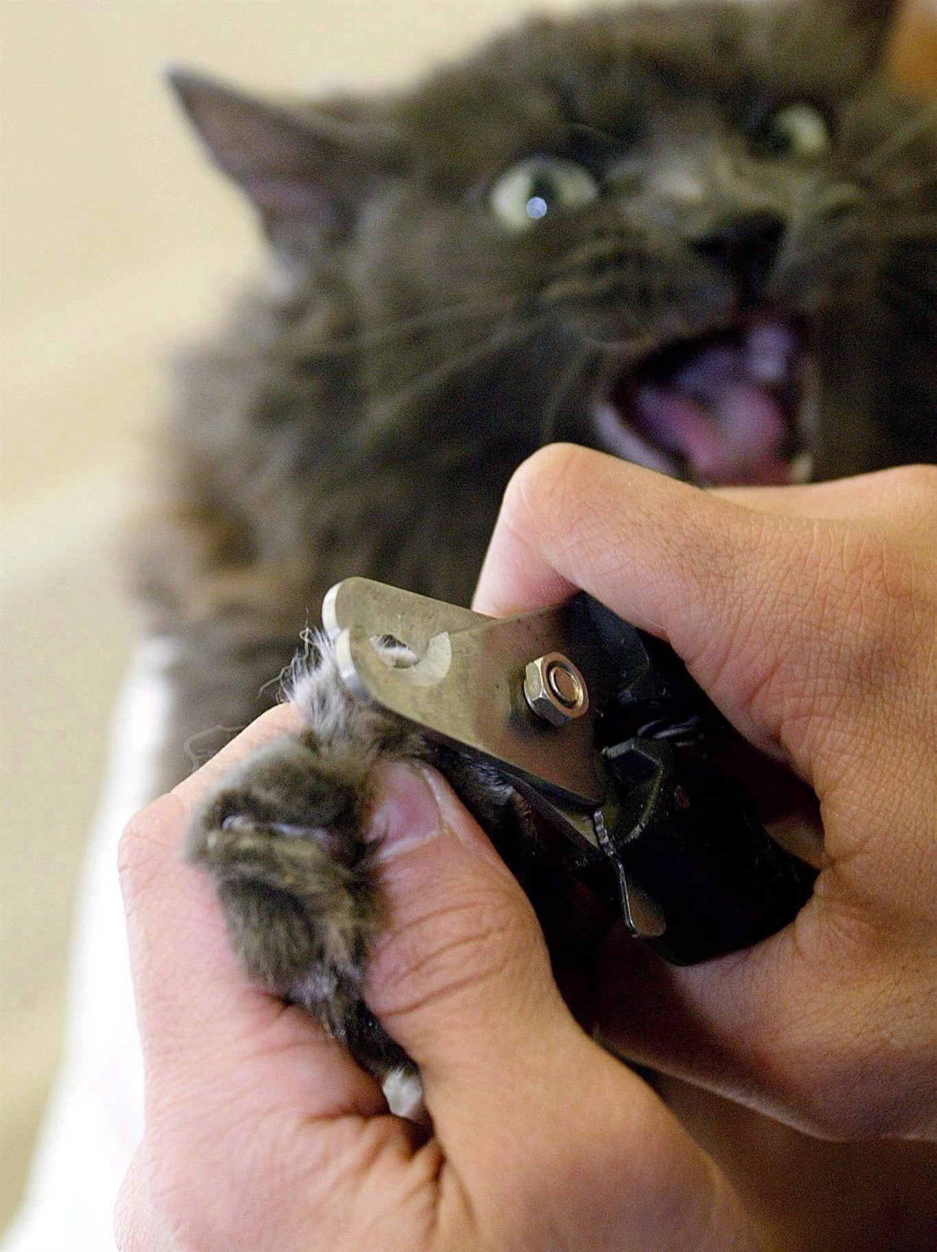 The inhuman act of cat declawing is now banned in New York Catman