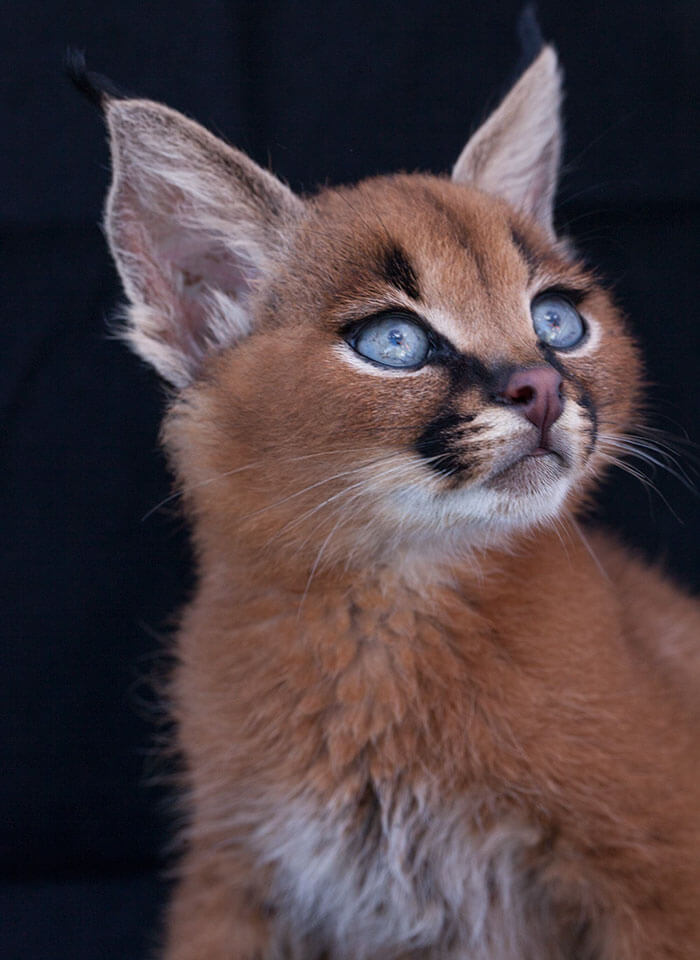 Is it Legal to have a Caracal Cat as a Pet? Catman
