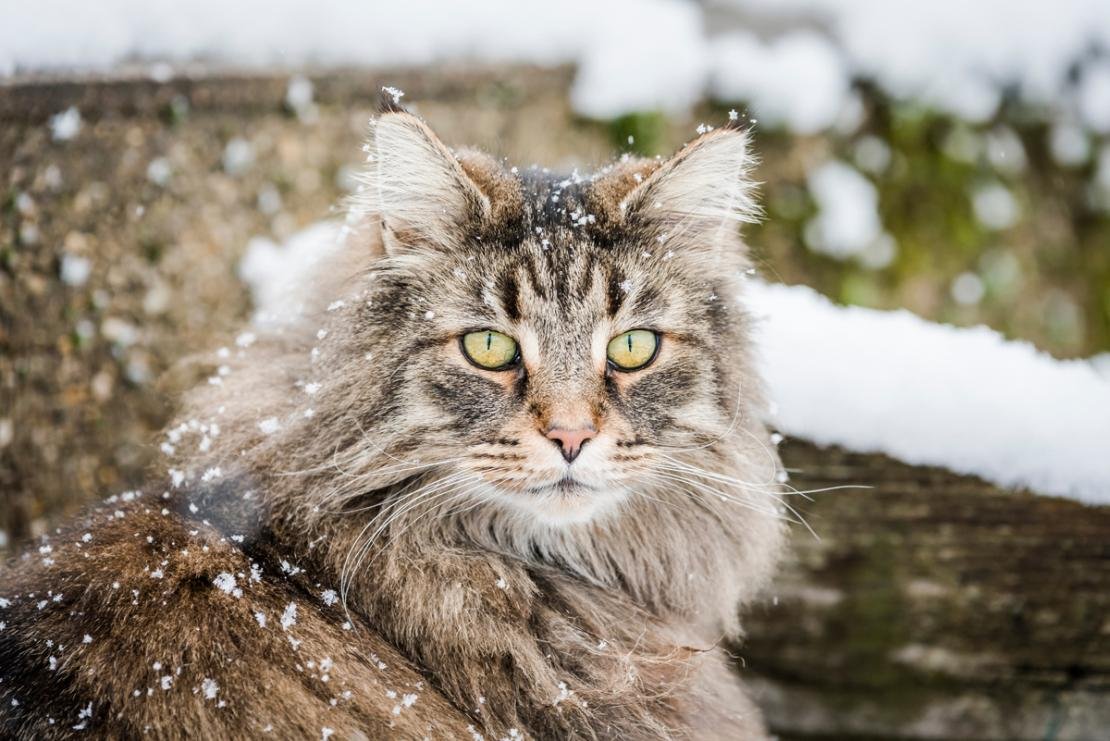 chat norvégien élevage