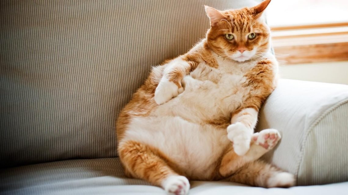 Don't Overfeed Your Cats! Cat Obesity is a Huge Problem Catman