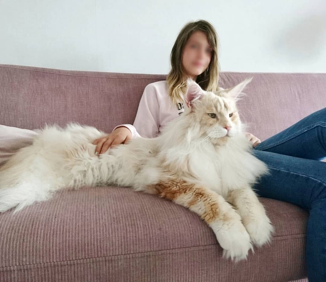 Lotus Maine Coon The Most Beautiful Cat On Instagram Catman