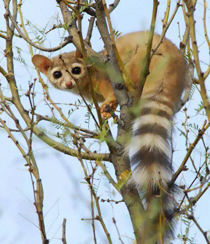Ringtail Cat - One of The Most Interesting Animals in the USA - Catman