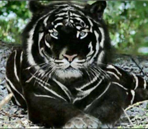 http://www.lifewithcatman.com/wp-content/uploads/2019/09/black-tiger-3.jpg