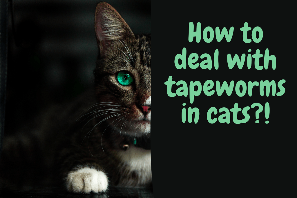How to Deal with Tapeworms in Cats Catman Health