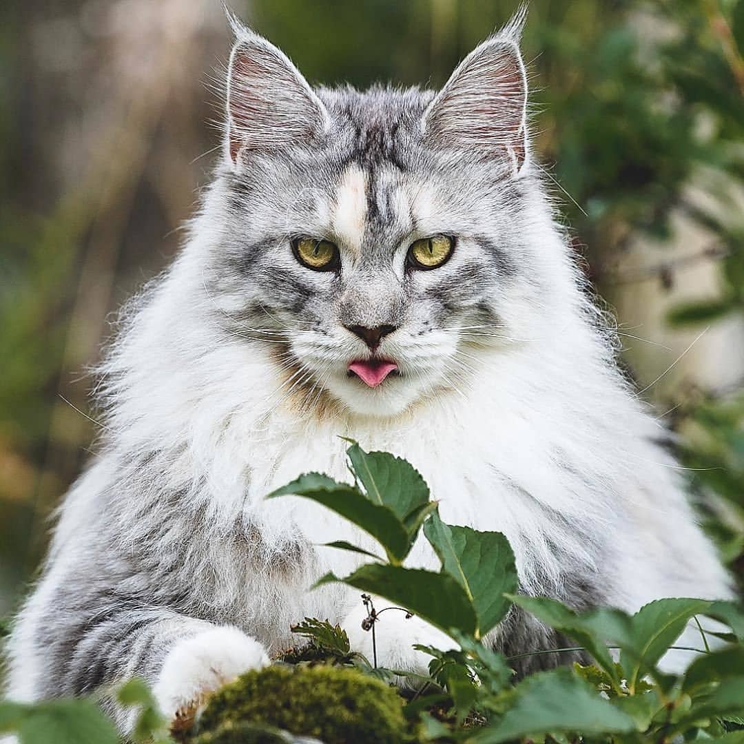 Are Maine Coon Cats Aggressive? - Catman