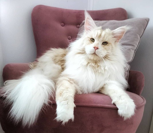 Lotus, Maine Coon - The Most Beautiful Cat on Instagram - Catman
