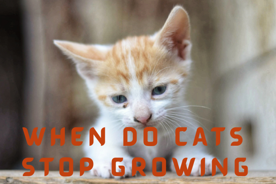 When Do Cats Stop Growing? When Do They Reach Their Full Size? Catman