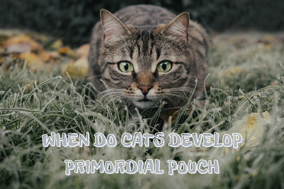 Primordial Pouch in Cats When do Cats Get Belly Pouches? Catman