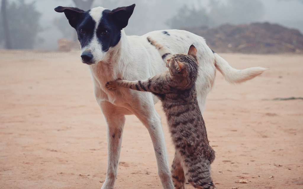 8 Tricks to Help Your Cat and Dog Get Along Catman