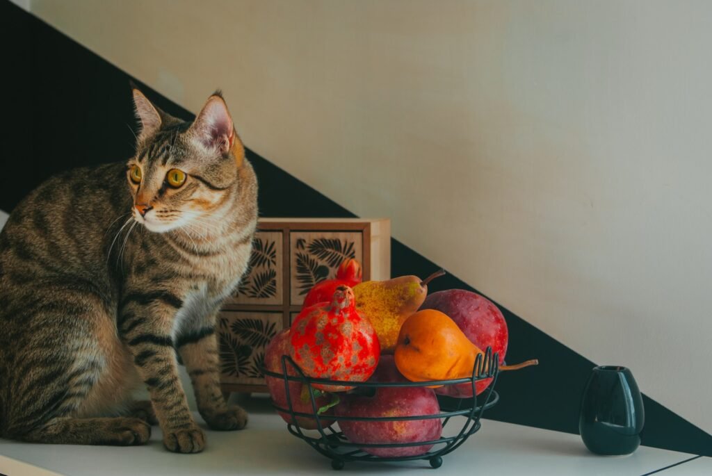 What Fruits Can Cats Eat? Discover the Sweet Treats Your Feline Friend